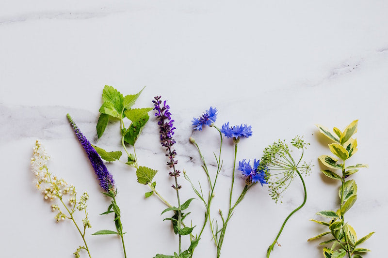 Intro to Hudson Valley's Medicinal Native Plants